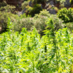 Illinois hemp Agriculture Lawyer