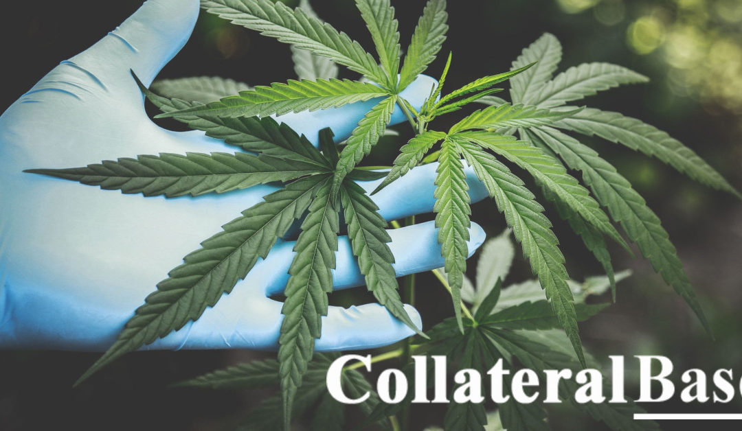 Victory for Hemp